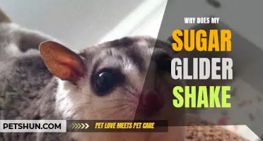 Why Does My Sugar Glider Shake? Understanding the Reasons behind this Behavior