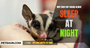 Why Does My Sugar Glider Sleep at Night: Unraveling the Nocturnal Habits of These Adorable Creatures