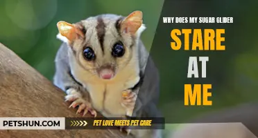 Why Does My Sugar Glider Stare at Me? Understanding Your Pet's Behavior