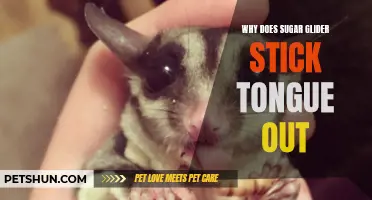 Why Sugar Gliders Stick Their Tongue Out: Exploring the Fascinating Adaptations of These Adorable Marsupials