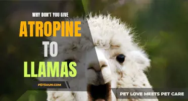 Why Atropine Isn't Administered to Llamas: Understanding the Risks and Alternatives