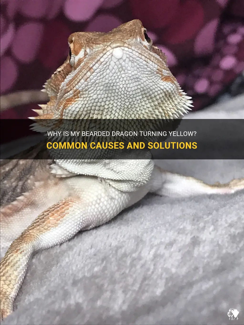 why is my bearded dragon turning yellow