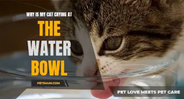 Why Does My Cat Cry at the Water Bowl? Common Reasons and How to Help