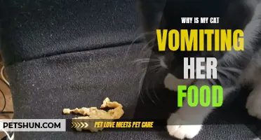 Why Does My Cat Keep Vomiting Her Food: Understanding the Causes and Solutions