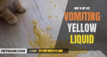 Why Is My Cat Vomiting Yellow Liquid? Possible Causes and Remedies