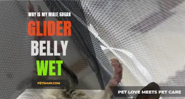 Understanding Why Your Male Sugar Glider's Belly Is Wet: Common Causes and Solutions