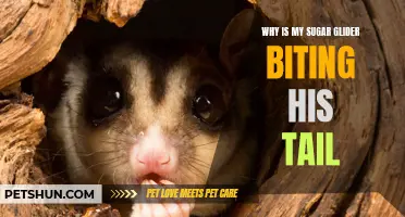Why Is My Sugar Glider Biting His Tail? Common Reasons and Solutions