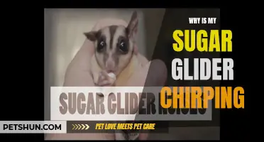 Why Does My Sugar Glider Chirp? Exploring the Reasons behind their Vocalizations