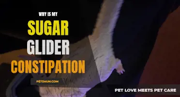 Understanding the Causes and Remedies of Constipation in Sugar Gliders