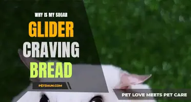 Why Does My Sugar Glider Crave Bread? Uncovering the Surprising Reason