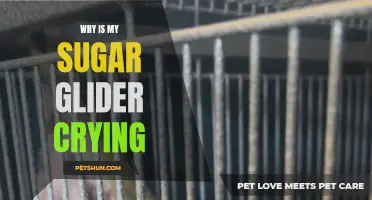 Understanding the Reasons Behind Your Sugar Glider's Crying Behavior