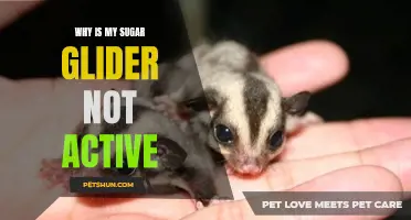 Understanding the Reasons Behind Your Inactive Sugar Glider: Exploring Possible Causes