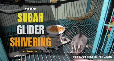 Understanding the Reasons Behind Your Sugar Glider's Shivering