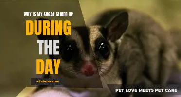 Understanding the Reasons Behind Why Your Sugar Glider is Active During the Day