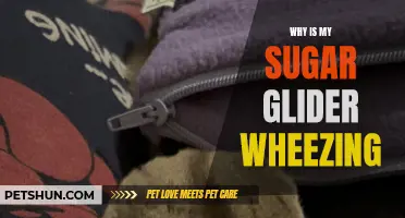 Common Reasons Why Your Sugar Glider Might Be Wheezing