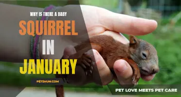 Why Is There a Baby Squirrel in January? Understanding Nature's Surprising Timing