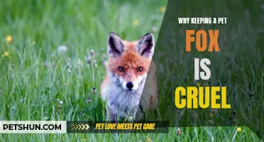 The Reasons Why Keeping a Pet Fox is Cruel and Inhumane