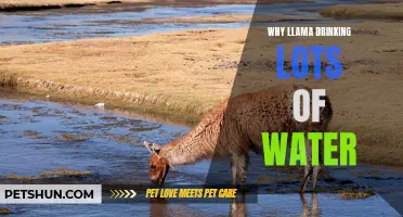 The Importance of Llamas Drinking Lots of Water