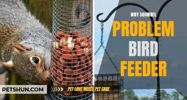 The Squirrel Problem: A Battle at the Bird Feeder