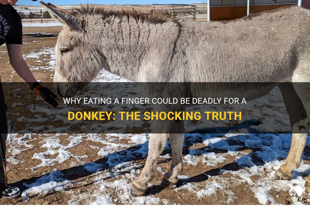 why would a donkey die from eating a finger