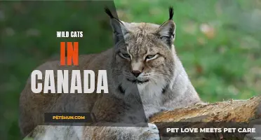 Exploring the Diversity of Wild Cats in Canada's Vast Wilderness