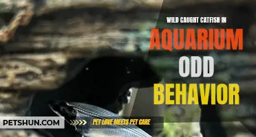 Bizarre Aquarium Behaviors: Unraveling the Oddities of Wild-Caught Catfish