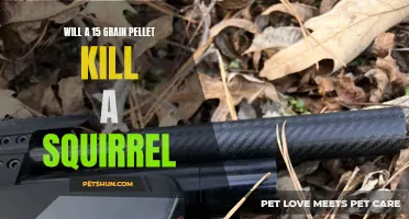 Is a 15 Grain Pellet Powerful Enough to Kill a Squirrel?