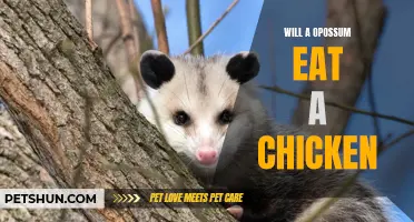Can an Opossum Eat a Chicken? Unveiling the Truth