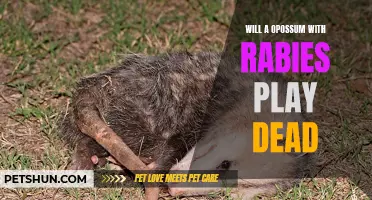 Exploring the Myth: Will a Rabid Opossum Still Play Dead?