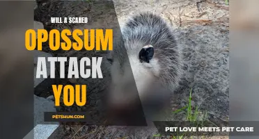 Can a Scared Opossum Attack You? Understanding Opossum Behavior