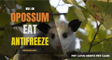 Opossum's Unconventional Diet: Can These Creatures Consume Antifreeze?
