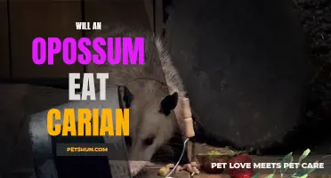 Exploring the Diet of an Opossum: Will It Consume Carrion?