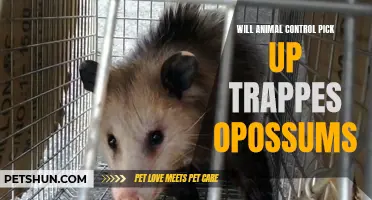 Will Animal Control Pick Up Trapped Opossums?