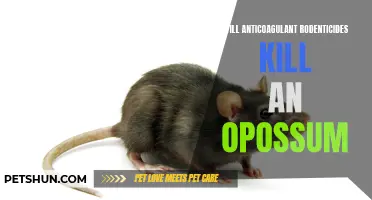 Understanding the Impact of Anticoagulant Rodenticides on Opossums