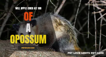 Can Apple Cider Help Eliminate an Opossum Infestation?