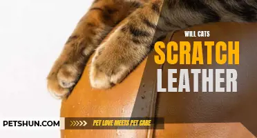 Will Cats Scratch Leather Furniture? The Truth About Your Feline's Claws and Your Beloved Couch