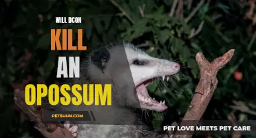 Can D-Con Effectively Eliminate Opossum Infestations?