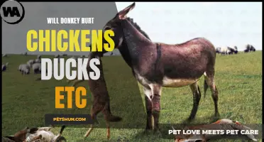 How Can Donkeys Harm Chickens, Ducks, and Other Animals?