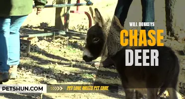 Can Donkeys Chase Deer? Exploring the Possibility