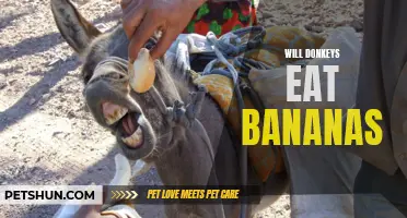 The Surprising Truth about Donkeys and Bananas