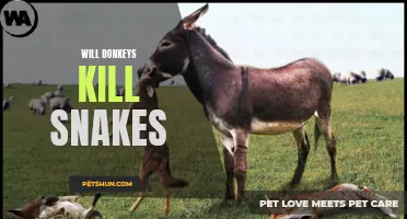 Can Donkeys Protect Against Snakes?