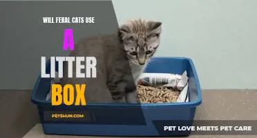 Do Feral Cats Use a Litter Box? Exploring the Challenges and Potential Solutions