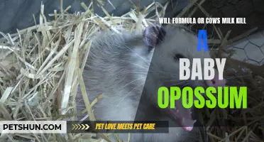 The Potential Dangers of Formula and Cow's Milk for Baby Opossums