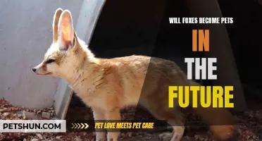 The Potential Future of Foxes as Pets