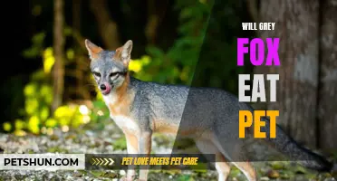 Will Grey Fox Eat Your Pet? Exploring their Diet and Wildlife Interactions