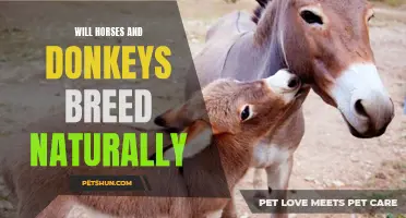 Can Horses and Donkeys Breed Naturally?