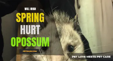 Will Irish Spring Soap Harm Opossums?