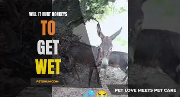 The Effects of Getting Wet: Will it Harm Donkeys?