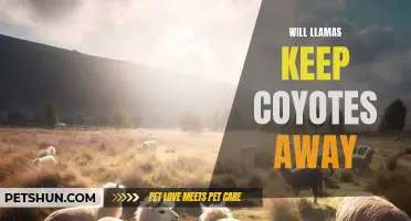 How Can Llamas Help Keep Coyotes Away?