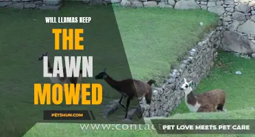 Can Llamas Serve as Natural Lawn Mowers?